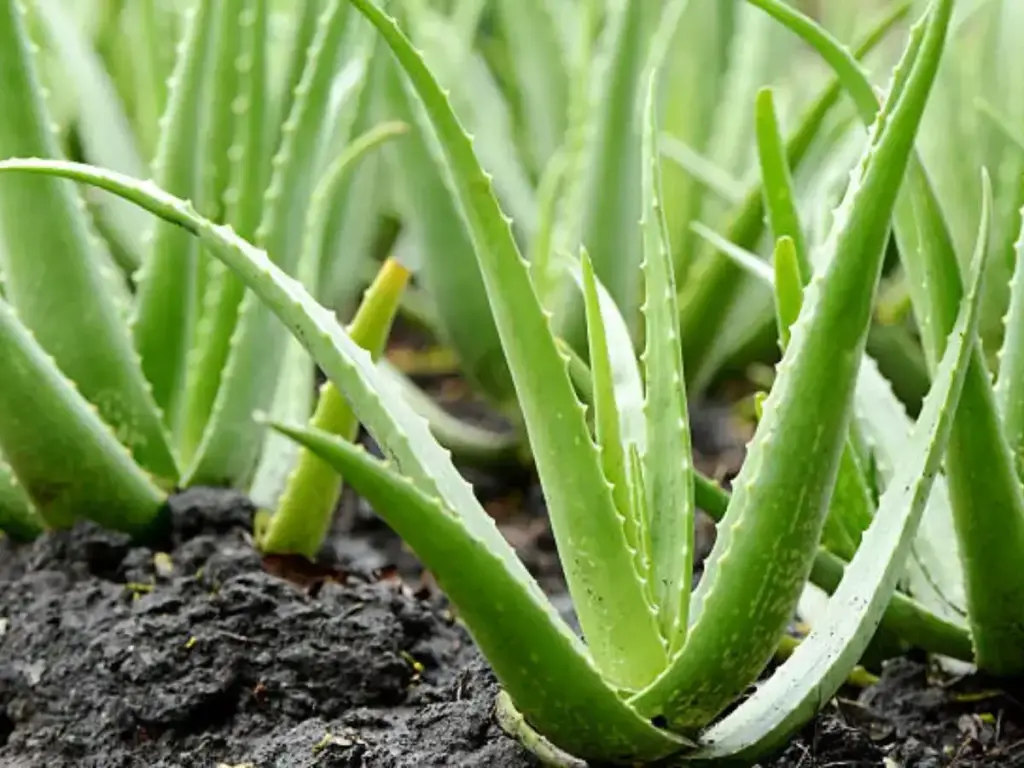 Home Remedies for Hair: सिर्फ 1 महीने में बाल होंगे लंबे, घने और मजबूत, अपनाएं ये 6 देसी नुस्खे 4 Aloe Vera