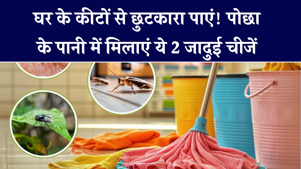 पोछा लगाने से पहले पानी में डाल दें ये 2 चीज, फर्श, किचन में कहीं नहीं दिखेगी चीटी, मक्खी और कॉकरोच