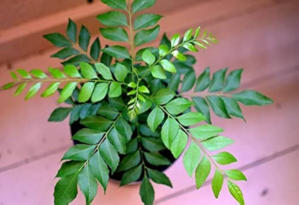 Home Remedies for Hair: सिर्फ 1 महीने में बाल होंगे लंबे, घने और मजबूत, अपनाएं ये 6 देसी नुस्खे 6 Curry Leaves