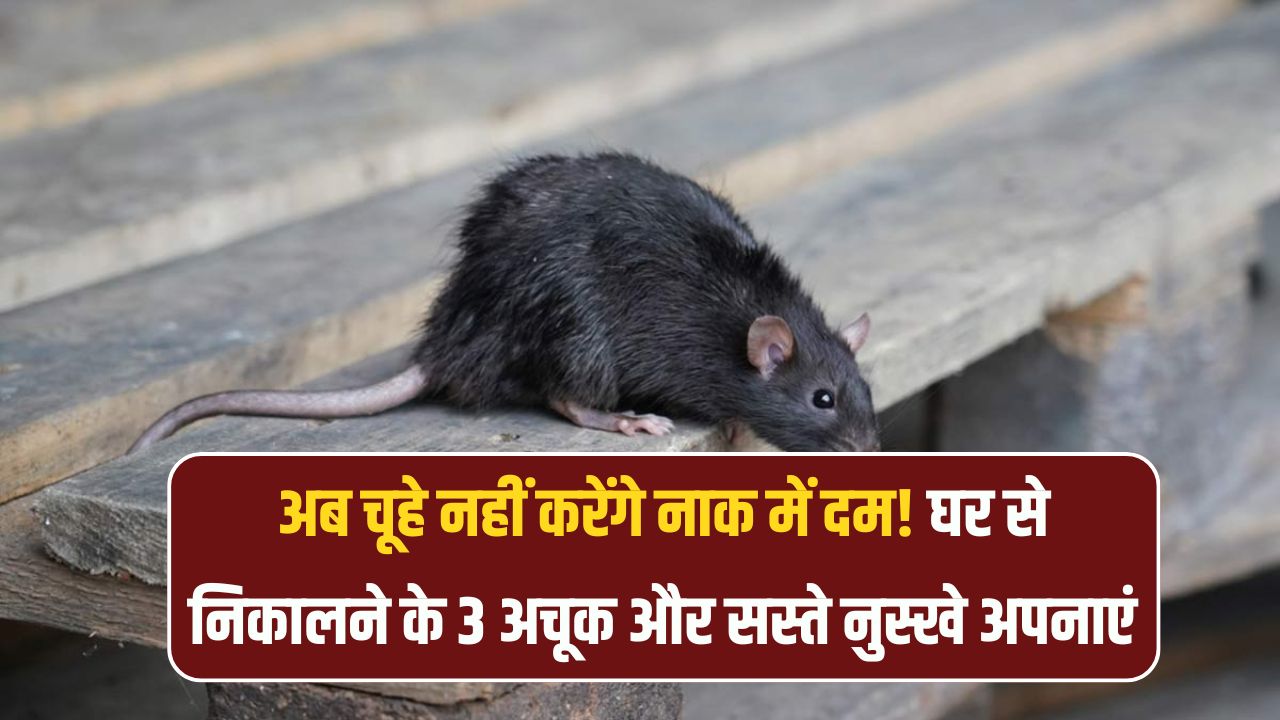 Rat Problem? सिर्फ ₹10 में घर से चूहे होंगे गायब! जानिए 3 सबसे सस्ते और असरदार उपाय