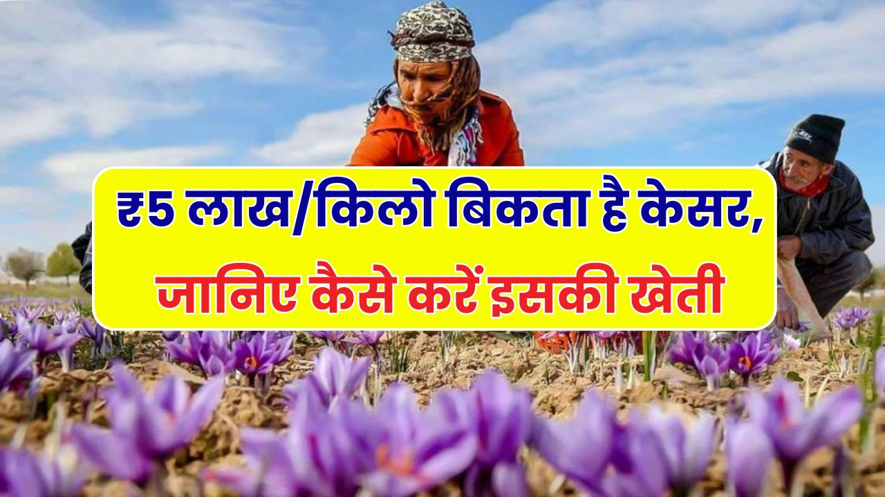 Saffron Farming in India: 5 लाख रुपए किलो बिकता है केसर, जानिए कैसे करें इसकी खेती और बनाएं कमाई का जरिया