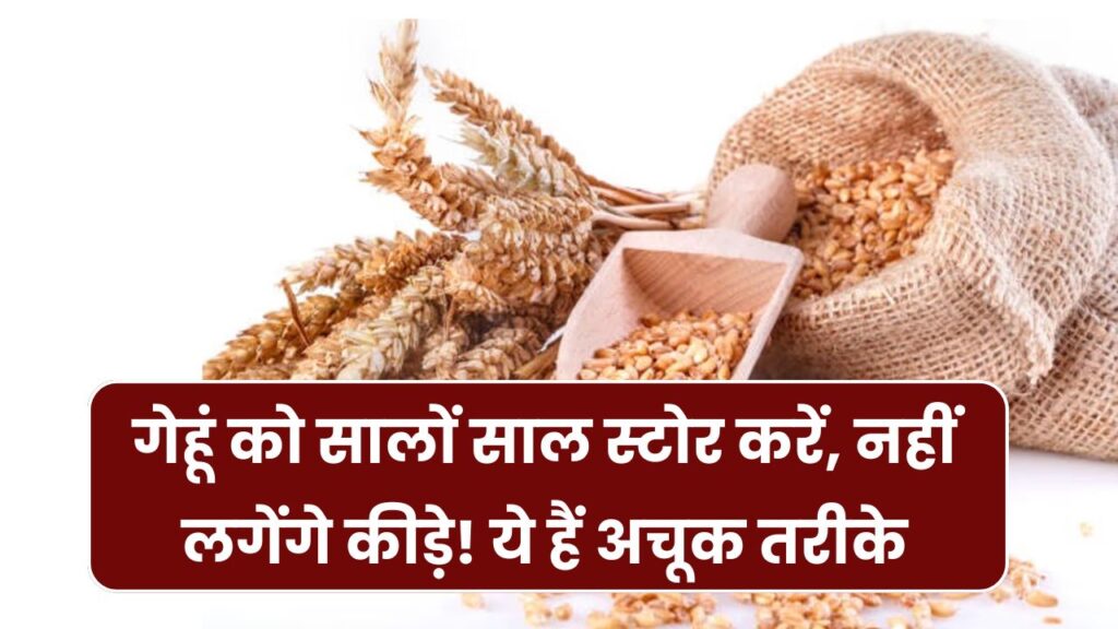Wheat Storage Tips: कई साल तक घर में स्टोर कर सकते हैं गेहूं, कभी नहीं लगेंगे कीड़े, ये हैं सुरक्षित रखने के उपाय 1 Wheat Storage Tips: कई साल तक घर में स्टोर कर सकते हैं गेहूं, कभी नहीं लगेंगे कीड़े, ये हैं सुरक्षित रखने के उपाय