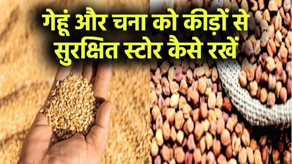 गेहूं-चना को सालभर स्टोर करना है तो अपनाएं ये देसी जुगाड़ – कीड़े नहीं फटकेंगे पास! 1 गेहूं-चना को सालभर स्टोर करना है तो अपनाएं ये देसी जुगाड़ – कीड़े नहीं फटकेंगे पास!