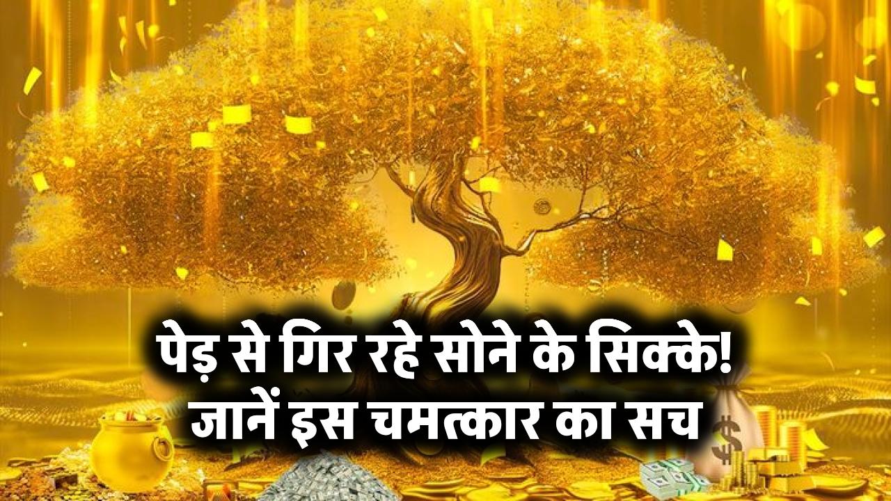 पेड़ से गिर रहे सोने के सिक्के! जानें इस चमत्कार का सच